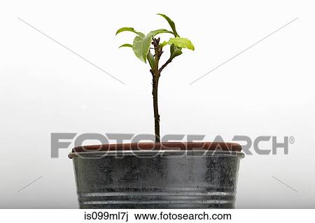 Seedling growing in flower pot View Large Photo Image Stock Image - Seedling growing in flower pot. Fotosearch