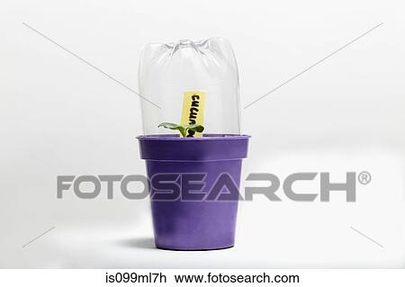 Seedling growing under plastic bottle View Large Photo Image Stock Image - Seedling growing under plastic bottle. Fotosearch