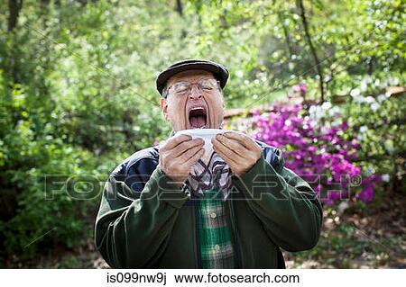 Senior man about to sneeze outdoors View Large Photo Image Stock Image - Senior man about to sneeze outdoors. Fotosearch