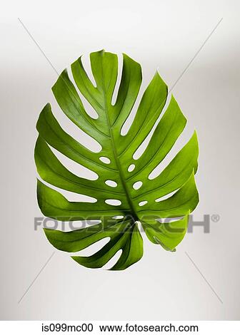 Single green leaf View Large Photo Image Stock Image - Single green leaf. Fotosearch