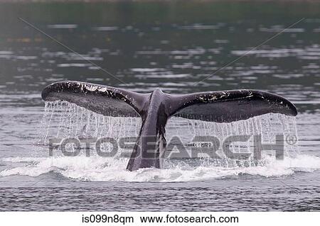 Tail of Humpback Whale View Large Photo Image Picture - Tail of Humpback Whale. Fotosearch