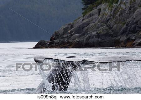Tail of Humpback Whale View Large Photo Image Stock Image - Tail of Humpback Whale. Fotosearch