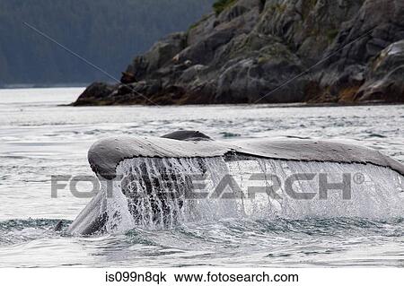 Tail of Humpback Whale View Large Photo Image Stock Image - Tail of Humpback Whale. Fotosearch