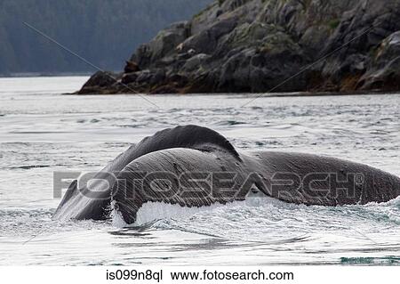 Tail of Humpback Whale View Large Photo Image Stock Image - Tail of Humpback Whale. Fotosearch