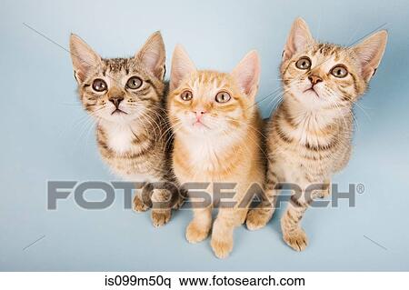 Stock Photography - Three cats looking up. Fotosearch