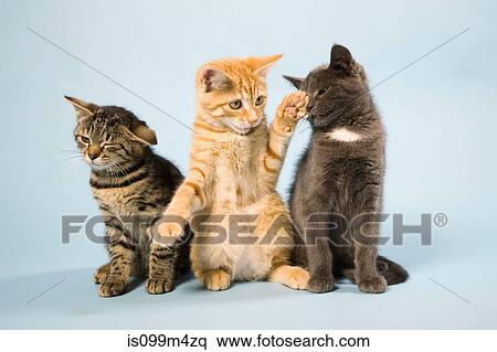 Three cats View Large Photo Image Stock Photography - Three cats. Fotosearch