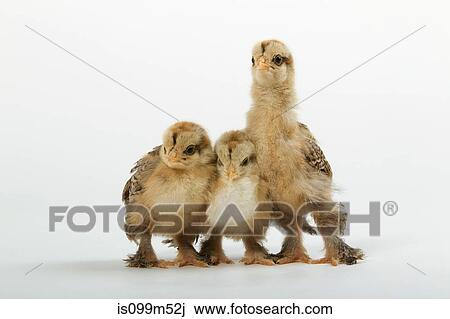 Three chicks, studio shot View Large Photo Image Stock Image - Three chicks, studio shot. Fotosearch