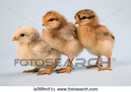 Three chicks, studio shot View Large Photo Image Stock Photograph - Three chicks, studio shot. Fotosearch