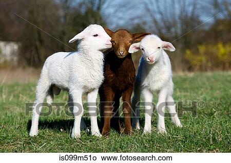Three goat kids on grass View Large Photo Image Picture - Three goat kids on grass. Fotosearch