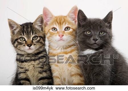 Stock Image - Three kittens side by side. Fotosearch