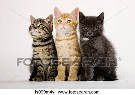 Three kittens side by side View Large Photo Image Stock Image - Three kittens side by side. Fotosearch