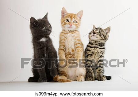 Three kittens sitting up View Large Photo Image Stock Photography - Three kittens sitting up. Fotosearch
