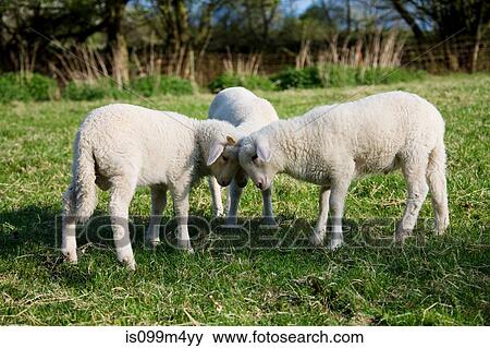 Three lambs face to face View Large Photo Image Stock Photo - Three lambs face to face. Fotosearch