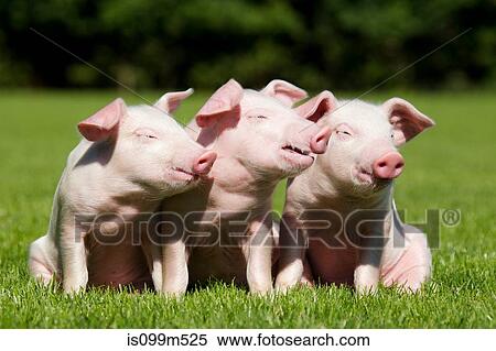 Three piglets in field View Large Photo Image Stock Photography - Three piglets in field. Fotosearch