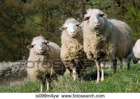 Three sheep View Large Photo Image Stock Photo - Three sheep. Fotosearch