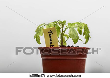 Tomato plant growing in flower pot View Large Photo Image Stock Image - Tomato plant growing in flower pot. Fotosearch