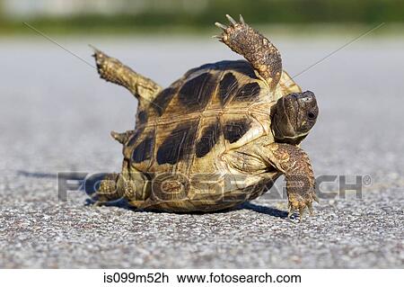 Tortoise on road View Large Photo Image Stock Image - Tortoise on road. Fotosearch