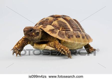 Tortoise, studio shot View Large Photo Image Stock Photograph - Tortoise, studio shot. Fotosearch