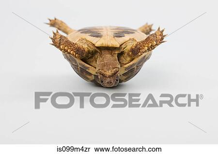 Tortoise upside down, studio shot View Large Photo Image Stock Photography - Tortoise upside down, studio shot. Fotosearch