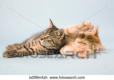 Two cats lying down View Large Photo Image Stock Image - Two cats lying down. Fotosearch