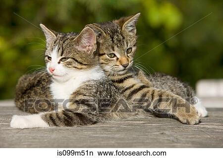 Two cats on fence View Large Photo Image Picture - Two cats on fence. Fotosearch