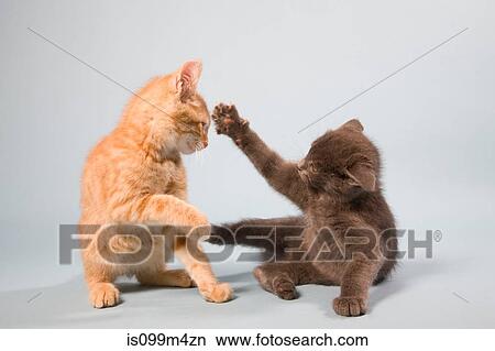 Two cats play fighting View Large Photo Image Picture - Two cats play fighting. Fotosearch