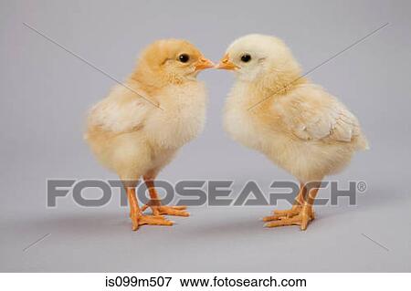 Two chicks, studio shot View Large Photo Image Stock Photo - Two chicks, studio shot. Fotosearch