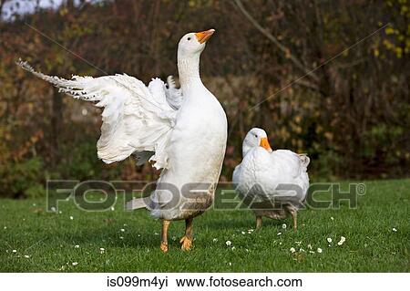 Two geese in field View Large Photo Image Stock Image - Two geese in field. Fotosearch