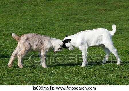 Stock Photo - Two goat kids face to face. Fotosearch