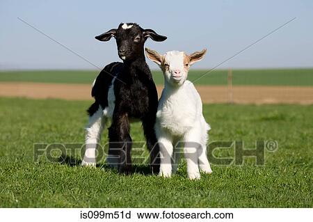 Two goat kids in field View Large Photo Image Stock Image - Two goat kids in field. Fotosearch