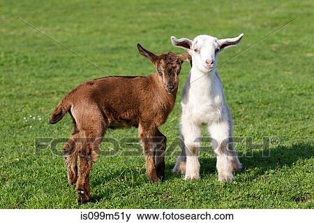 Stock Photo - Two goat kids in field. Fotosearch