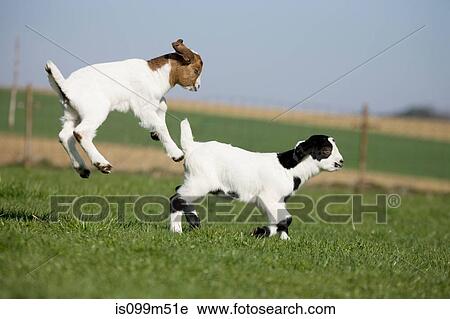 Two goat kids jumping View Large Photo Image Stock Image - Two goat kids jumping. Fotosearch