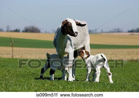 Two goat kids suckling from mother View Large Photo Image Stock Image - Two goat kids suckling from mother. Fotosearch