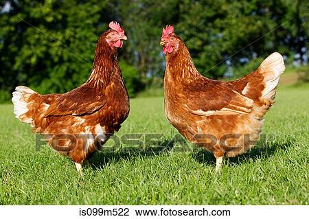 Two hens on grass View Large Photo Image Stock Image - Two hens on grass. Fotosearch