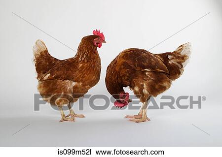 Two hens, studio shot View Large Photo Image Stock Image - Two hens, studio shot. Fotosearch