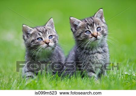Two kittens on grass View Large Photo Image Stock Image - Two kittens on grass. Fotosearch