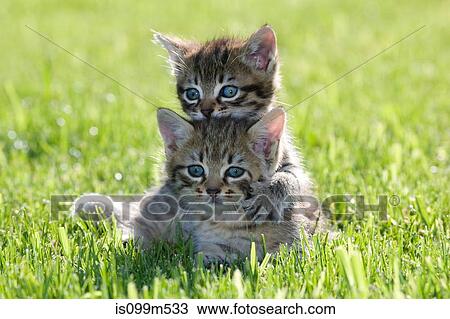 Stock Image - Two kittens on grass. Fotosearch
