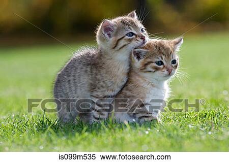 Stock Photography - Two kittens on grass. Fotosearch