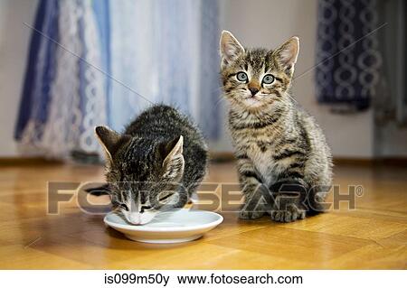 Two kittens, one drinking milk from saucer View Large Photo Image Stock Photo - Two kittens, one drinking milk from saucer. Fotosearch