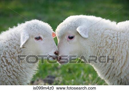 Stock Image - Two lambs face to face, close up. Fotosearch