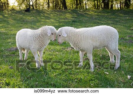 Two lambs face to face View Large Photo Image Stock Photo - Two lambs face to face. Fotosearch