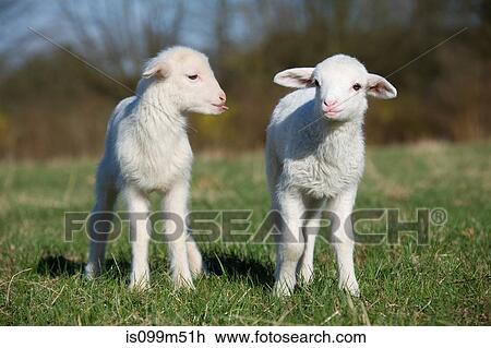 Two lambs in field View Large Photo Image Stock Image - Two lambs in field. Fotosearch