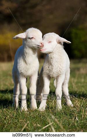 Two lambs in field View Large Photo Image Stock Image - Two lambs in field. Fotosearch