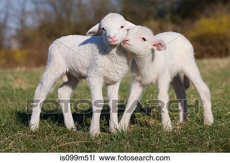 Two lambs in field View Large Photo Image Stock Image - Two lambs in field. Fotosearch