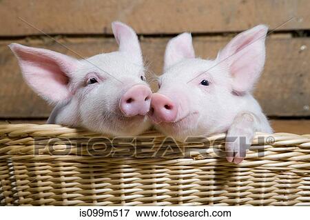 Two piglets in basket, close up View Large Photo Image Stock Photo - Two piglets in basket, close up. Fotosearch