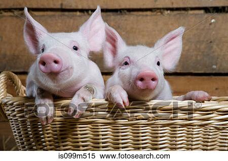 Two piglets in basket, close up View Large Photo Image Stock Photography - Two piglets in basket, close up. Fotosearch