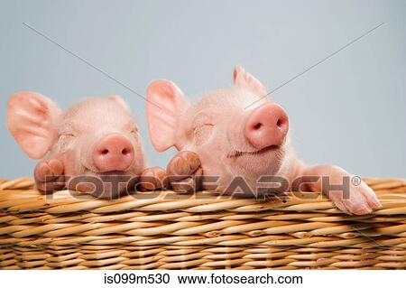 Stock Image - Two piglets in basket. Fotosearch