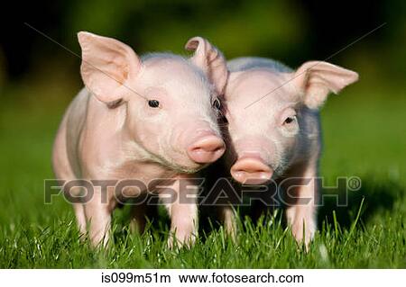 Two piglets on grass View Large Photo Image Picture - Two piglets on grass. Fotosearch