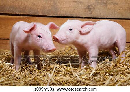 Two piglets on straw View Large Photo Image Stock Photograph - Two piglets on straw. Fotosearch