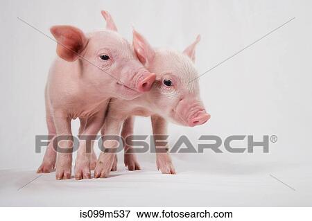 Two piglets View Large Photo Image Stock Photo - Two piglets. Fotosearch